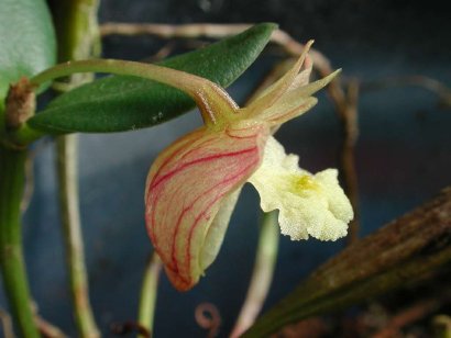 Storczyki - Dendrobium pachyphyllum02.jpg