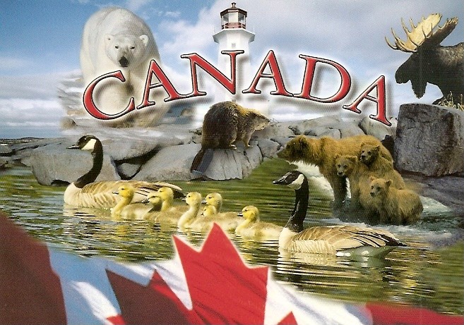 Zwierzeta zamieszkujace Kanade - Canada_Wildlife_a.jpg