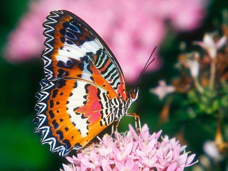 Piękne motyle - motyle_024.jpg