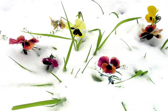 Kwiaty w zimowej szacie1 - 44. W zimowej szacie.jpg