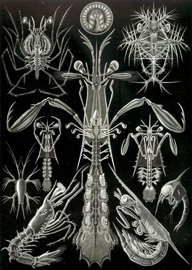 Ernst Haeckel - Kunstformen der Natur 1904 - Haeckel_Thoracostraca.jpg