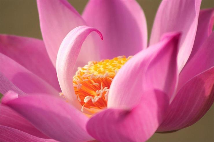 Bodhisattwa - lotos.jpg