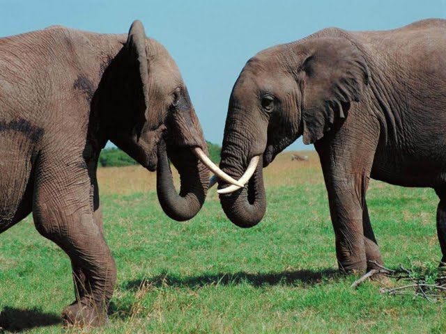 słonie - animals_204.jpg
