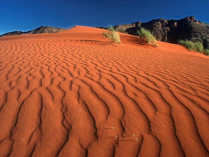 01.Afryka - 27.Namibia.Rand_Nature_Reserve.Crawling_on_the_Dune.jpg