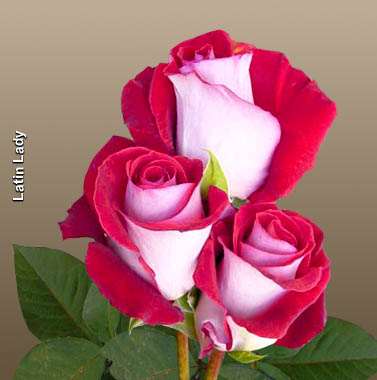 Róże-1 - Latinlady.jpg