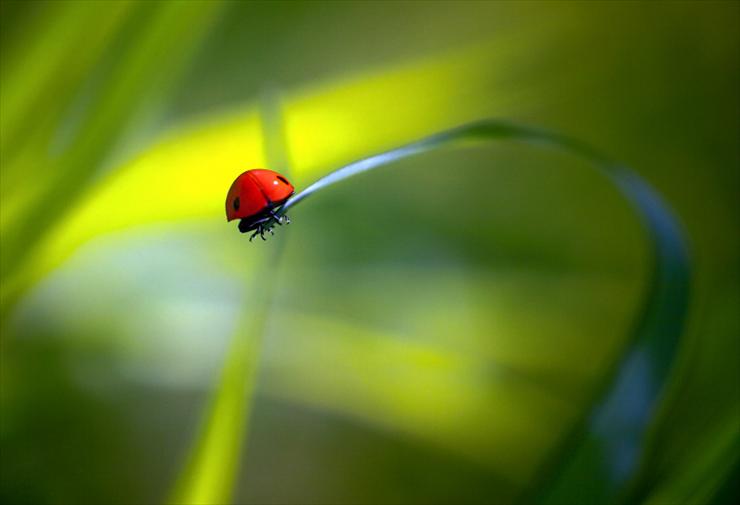 Natura - po prostu biedronka - by Sergey Braga.jpg