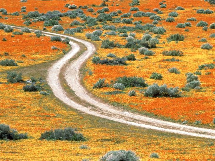 Ciekawe tapety - Poppies of Antelope Valley, California.jpg