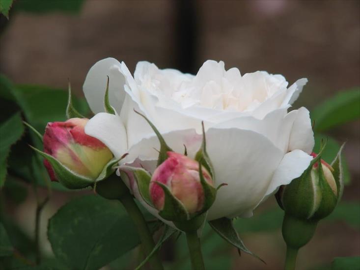 OTULONA-WIATREM - O-W róża biała z pąkami 22June.jpg