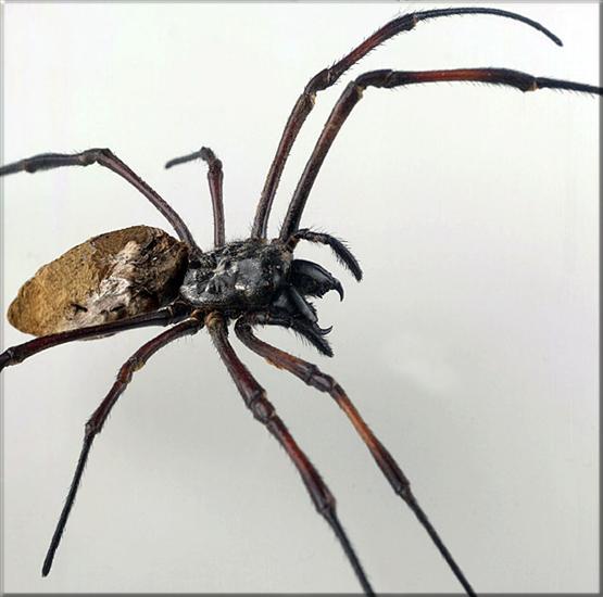 pająki i skorpiony - Pająk Nephila1 sp.-Kenia.jpg