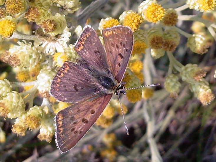 Motyle na kwiatach - Zdjęcia-0032.jpg
