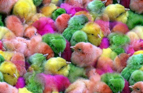 Obrazy,tapety - kolorowe kurczaczki.jpg