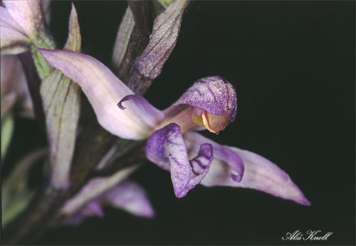 Orchideje - limabdt.jpg