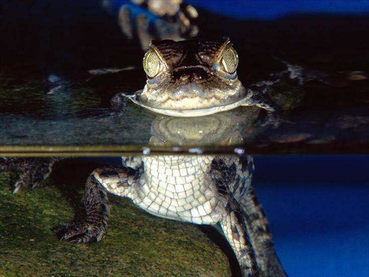 Wild animals - More Than Meets The Eye, Spectacled Caiman.jpg