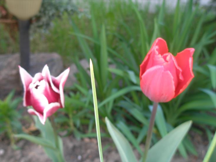 tulipany - P4210046.JPG