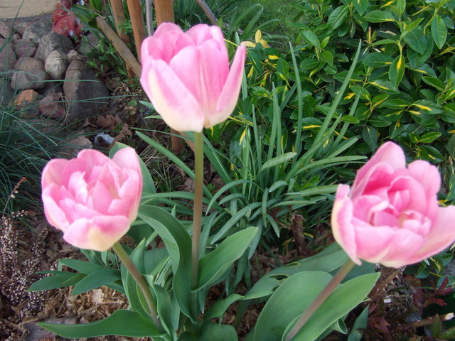 tulipany - tulipanki_5651303414352.jpg