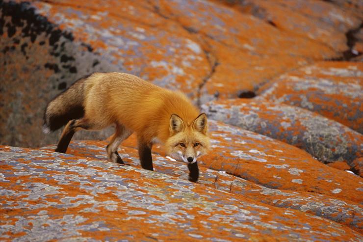 Foxes - Red Fox Among Orange Lichen, Churchill, Manitoba, Canada.jpg