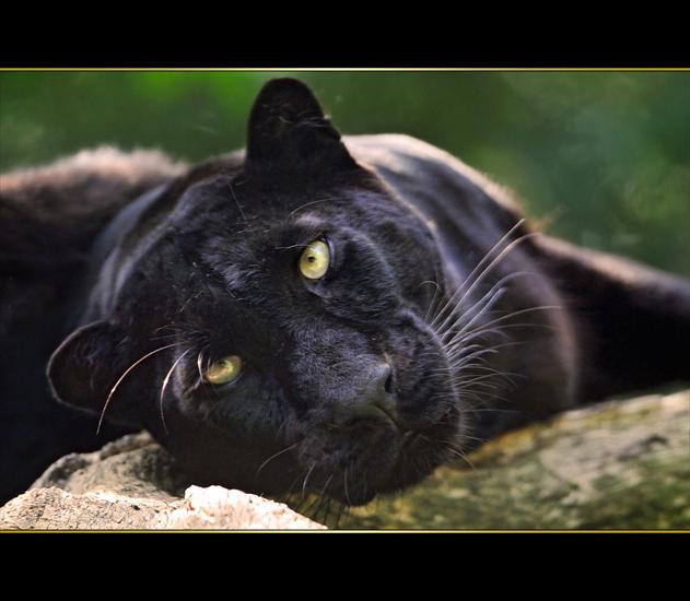 TYGRYSY - Black beauty_by-Tambako-the-Jaguar.jpg