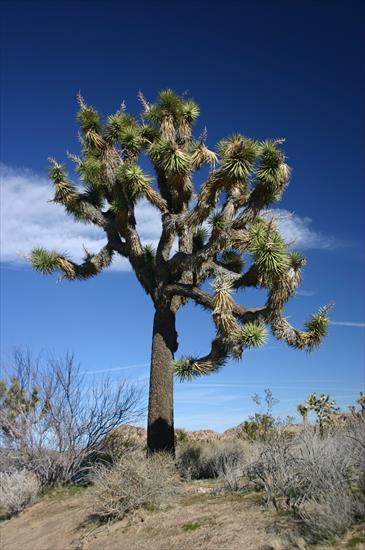 Yucca - Joshua_Tree_in_Joshua_Tree_National_Park1.jpg
