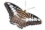 motyle - zwierze51.png