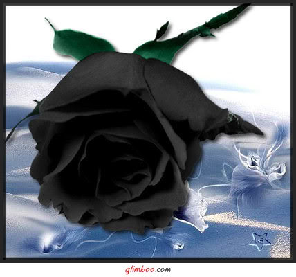 Róża  Lucryssa - 0658.jpg