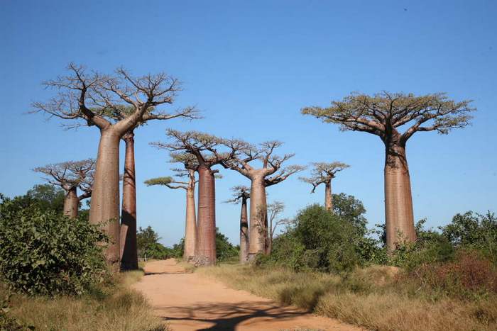 Drzewa dziwne - baobab6.jpg