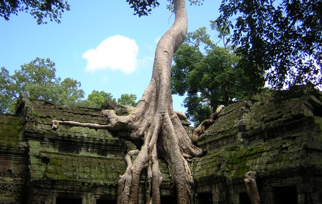 Dziwolagi w naturze - Angkor, Kambodza.jpg