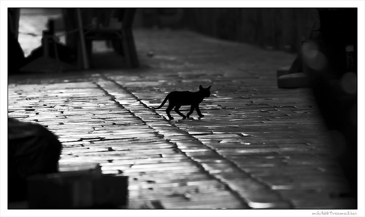 koty i ich rodzina - Black_Cat_by_miki3d.jpg