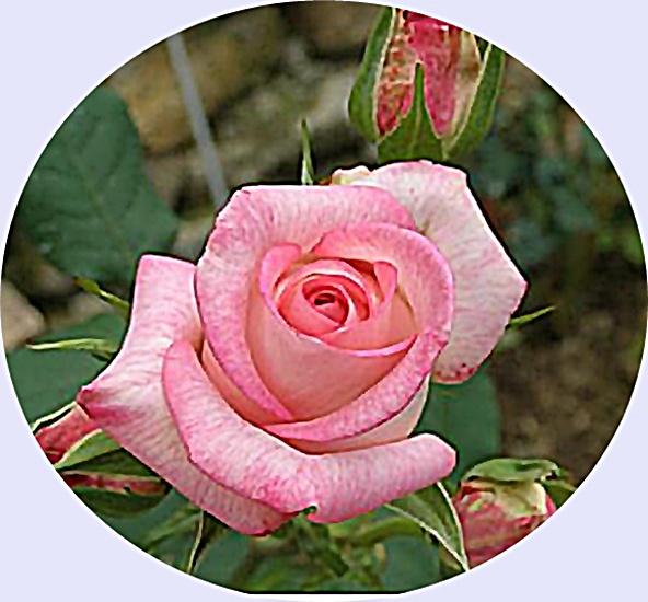 róże 6 - VVCDCC-crop1.jpg