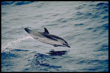 Delfiny i Orki - gestreeptjedolfijn1.jpg