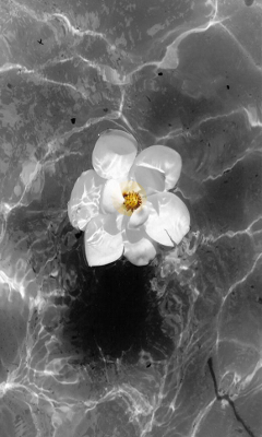Kwiaty - Magnolia_in_water.jpg