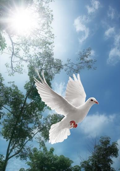 7 Darów Ducha Świętego - Przyjdź Duchu Święty i odnów oblicze ziemi, Tej ziemi.jpg