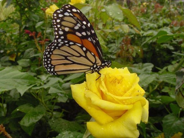 Róże żółte - beautiful_yellow_roses_10.jpg