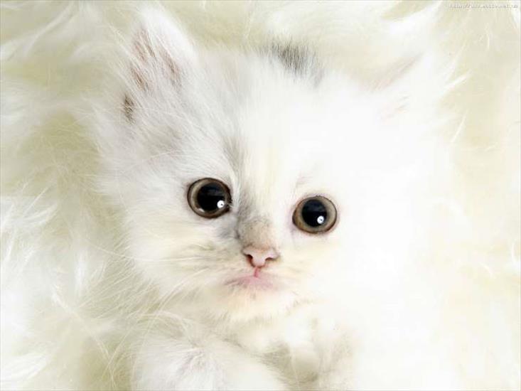Małe kotki - Małe kotki 6.jpg