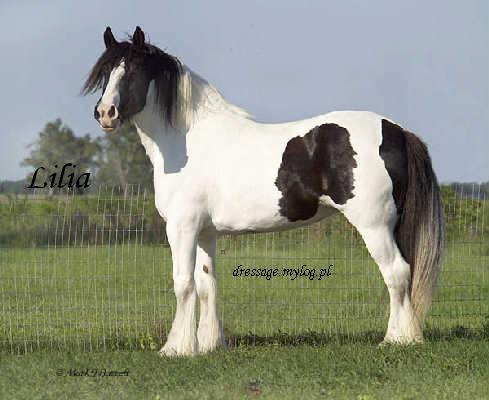 konie shire - lilia28ax.jpg