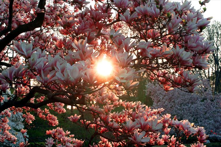 kwiaty - Magnolia_Sunset_by_JurisDoc.jpg
