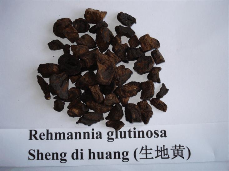 CHIŃSKIE - Rehmannia glutinosa - D hung.gif