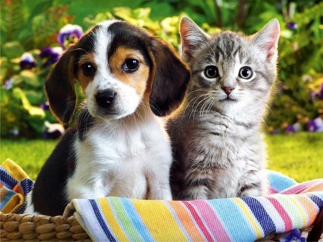 Kocie Przyjaźnie - cat_and_dog07.jpg