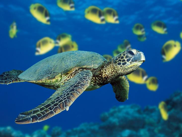 TAPETY - Green Sea Turtle.jpg