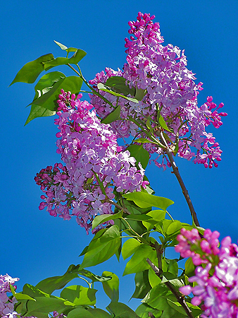 Dla Ciebie wszystkie Kwiaty ogrodów - drzewaKrzewy344.jpg