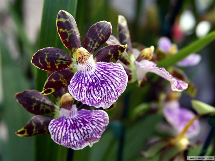 storczyki - orchidea-012.jpg