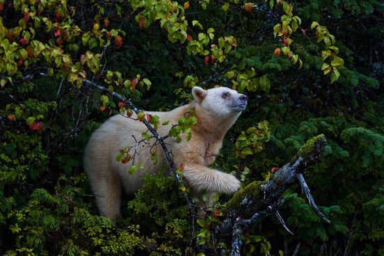 Biale Baribale folder zachomikowany od grizzly-57 - Zdjęcie Paul Nicklen 4.jpg