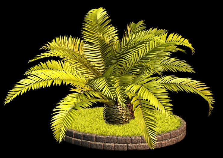 PNG-PALMY 1 - R11 - Palms - 2013 - 021.png
