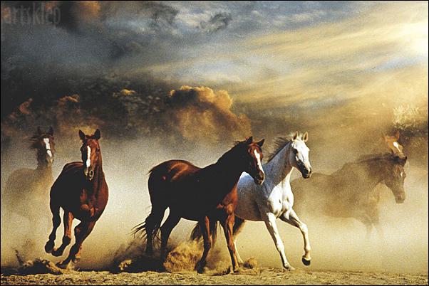 Konie - galopujace-konie-61x92_352.jpg