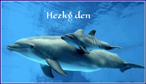Delfiny i Orki - jljr1ql011nynnrf6a2k.gif