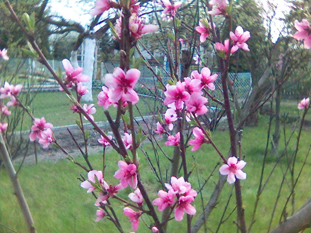 Kwitnące drzewa i krzewy - 0996 Kwitnące brzoskwinie.JPG